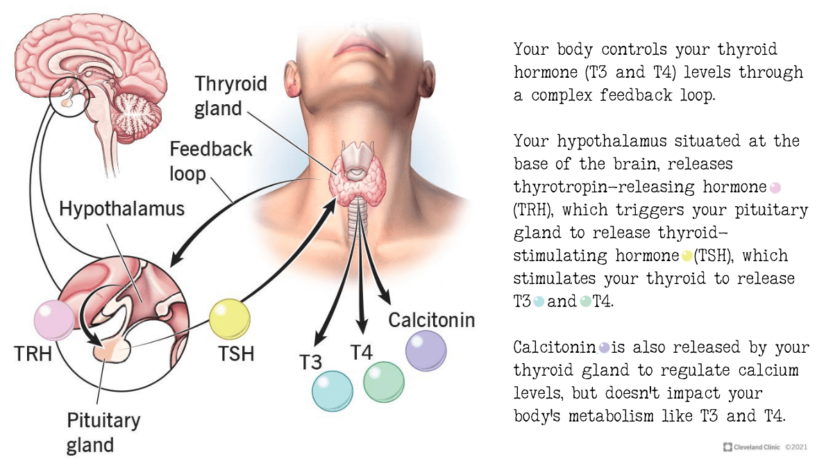 What is hyperthyroidism