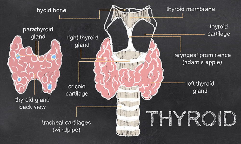 Thyroid Gland