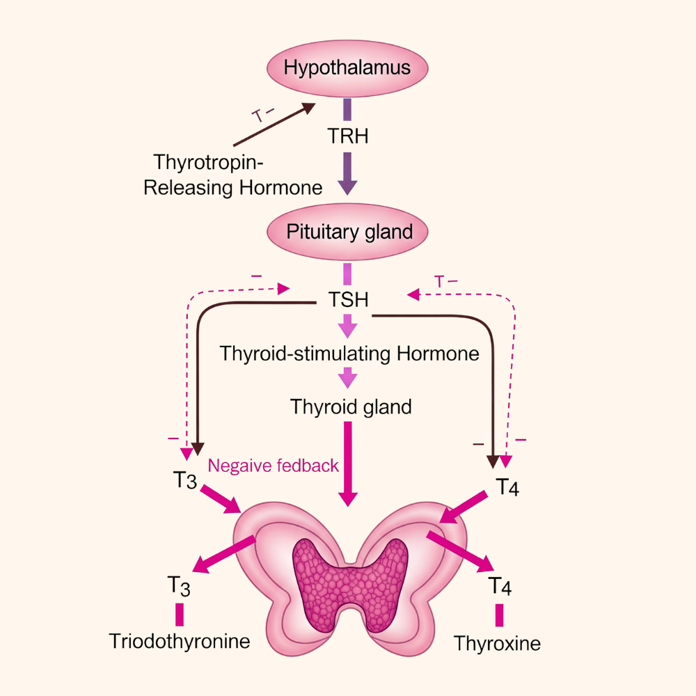 Thyroid function